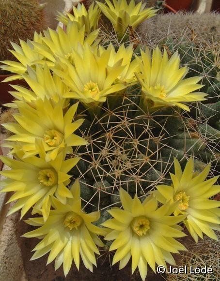 Mammillaria longimamma ©JL coll